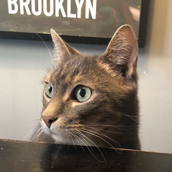 coolcatbklyn